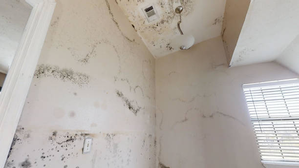 Best Mold Remediation for Healthcare Facilities  in Ravenswood, WV