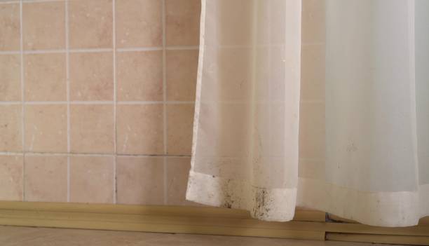 Mold Remediation for Rental Properties in Ravenswood, WV