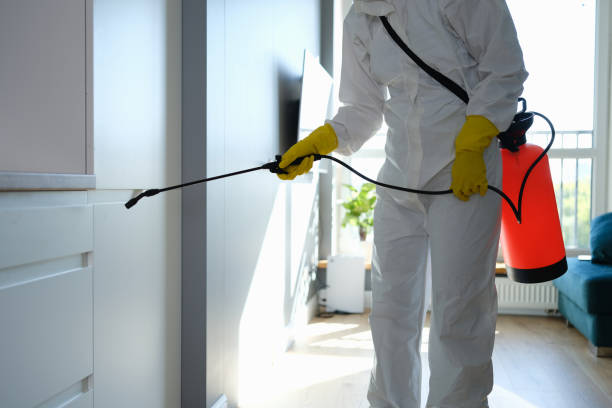 Best Basement Mold Removal  in Ravenswood, WV