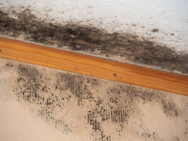 Best Real Estate Mold Inspection  in Ravenswood, WV