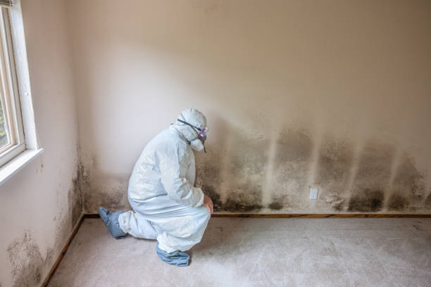 Best HVAC Mold Inspection and Cleaning  in Ravenswood, WV