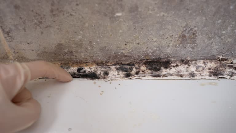 Best Comprehensive Air Testing for Mold Contaminants  in Ravenswood, WV